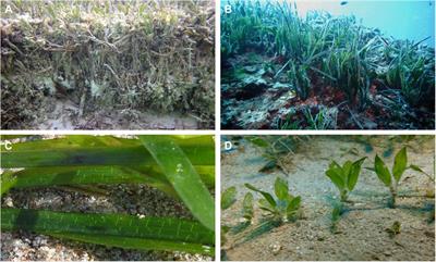 Impediments to Understanding Seagrasses’ Response to Global Change